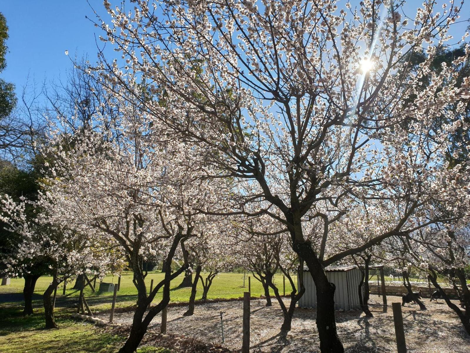 La Ferme Guest Farm - Hot Tubs Franschhoek Exterior foto